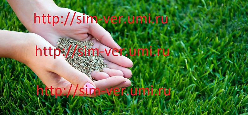 Посевной газон